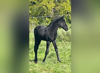 Trakehner, Merrie, veulen (04/2024), 170 cm, Zwartschimmel, in Kurtscheid,