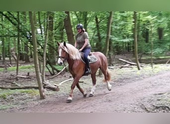 Other Heavy Horses, Mare, 5 years, 15.3 hh, Chestnut-Red, in Braunschweig,