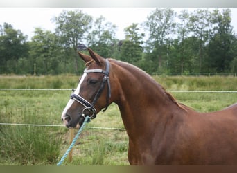 Welsh C (of Cob Type), Mare, 14 years, 12,2 hh, Chestnut-Red, in Oudeschoot,