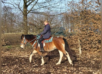 Pintos, Ruin, 4 Jaar, 150 cm, Gevlekt-paard, in Linkenbach,
