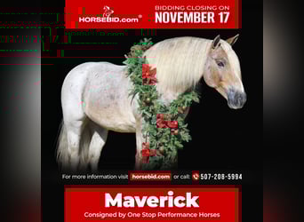 Gypsy Horse Mix, Gelding, 8 years, 14,2 hh, Roan-Red, in Oelwein