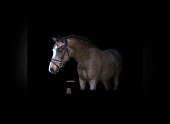 Deutsches Reitpony, Wallach, 5 Jahre, 145 cm, , in Recke, bei Osnabrück