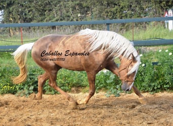 PRE Mix, Hengst, 4 Jaar, 164 cm, Palomino, in Vejer de la Frontera