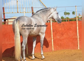 PRE, Hengst, 6 Jahre, 169 cm, Schimmel, in Vejer de la Frontera,