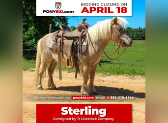 Plus de poneys/petits chevaux, Hongre, 9 Ans, 94 cm, in Rusk, TX,