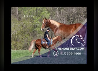 Tennessee walking horse, Hongre, 10 Ans, Alezan cuivré, in Jamestown, KY,