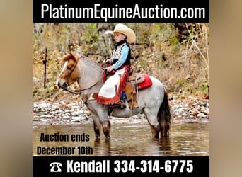 Quarter horse américain, Hongre, 6 Ans, 99 cm, Rouan Rouge, in Huntland, TN,