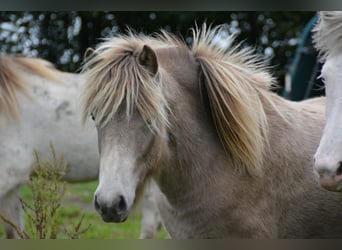 Islandpferd, Stute, 2 Jahre, 138 cm, , in Blunk
