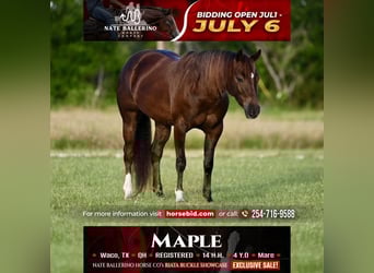 American Quarter Horse, Mare, 4 years, 14 hh, Chestnut, in Waco