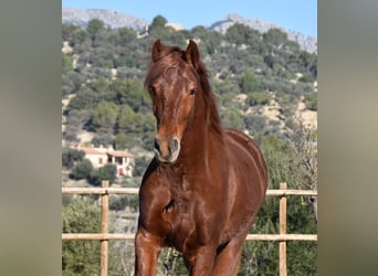 Andalusian, Gelding, 7 years, 15.2 hh, Chestnut-Red, in Mallorca,