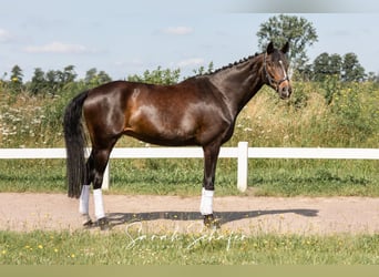 Hannoveraan, Merrie, 7 Jaar, 163 cm, Donkerbruin, in Visselhövede,