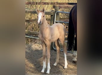 Duitse rijpony, Merrie, Veulen (03/2025), 155 cm, Palomino, in Achim