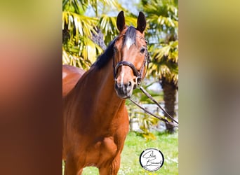 Selle Français, Gelding, 12 years, 15.1 hh, Bay, in Iffenddic,