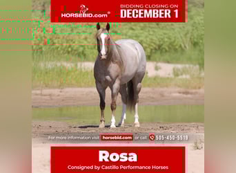 American Quarter Horse, Mare, 4 years, 15 hh, Roan-Red, in Belen