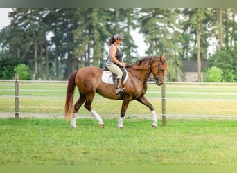 Andalusian, Mare, 7 years, 16 hh, Buckskin, in Houston,