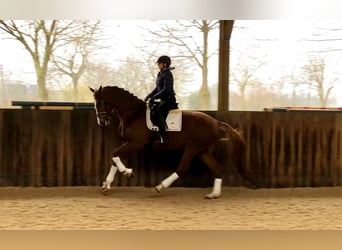 KWPN, Mare, 5 years, 17 hh, Chestnut-Red, in Neeritter,
