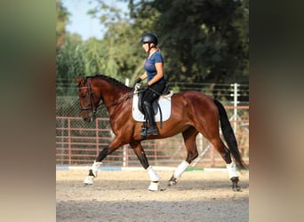 PRE Mix, Merrie, 6 Jaar, 163 cm, Bruin, in Uetze