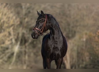 German Sport Horse, Mare, 6 years, 16 hh, Black, in Windhagen