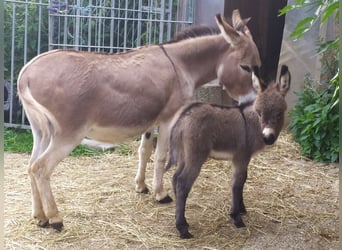 Donkey, Stallion, 1 year, 6.3 hh, Bay-Dark, in Schöllnach,