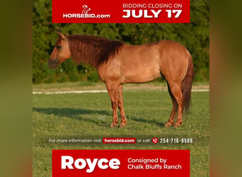 Quarter horse américain, Hongre, 9 Ans, 150 cm, Isabelle, in Waco, TX,