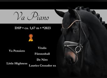 Duits sportpaard, Hengst, 4 Jaar, 167 cm, Zwartbruin, in Wehringen