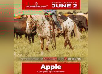 Appaloosa, Mare, 7 years, 12 hh, in Jay, OK