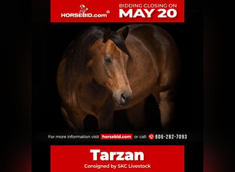 American Quarter Horse, Castrone, 8 Anni, 157 cm, Pelle di daino, in Canyon,