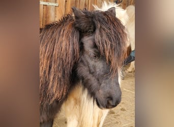 American Miniature Horse, Stute, 7 Jahre, 84 cm, Rappe, in Balingen