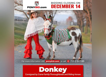 Donkey, Stallion, 10 years, 8 hh, Gray, in Lebanon,