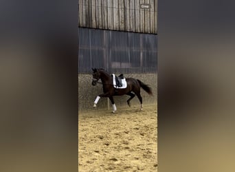 Caballo alemán, Caballo castrado, 3 años, 172 cm, Alazán-tostado, in Nottuln