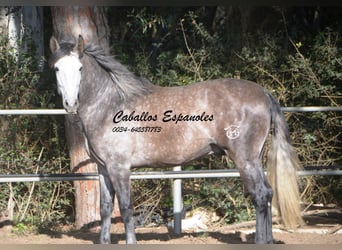 PRE, Stallion, 4 years, 16.1 hh, Brown Falb mold, in Vejer de la Frontera,