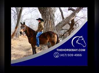 Quarter horse américain, Hongre, 9 Ans, 152 cm, Buckskin, in Fort Collins, CO,
