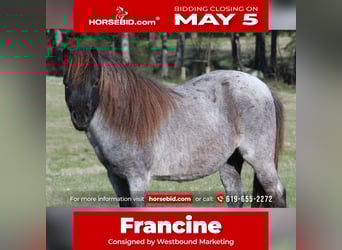 Meer ponys/kleine paarden, Merrie, 7 Jaar, 99 cm, Roan-Blue, in Carthage, TX,