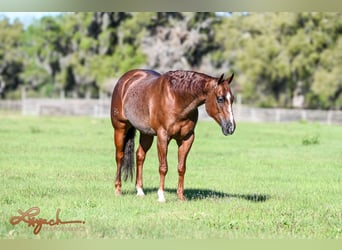 Caballo cuarto de milla, Caballo castrado, 5 años, 152 cm, Ruano alazán, in Sumterville, FL,