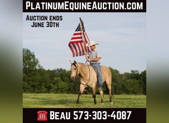 American Quarter Horse, Wallach, 10 Jahre, 150 cm, Buckskin, in CANYON, TX,