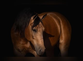 American Quarter Horse, Wallach, 7 Jahre, 155 cm, Buckskin, in Canyon, TX,