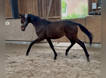 Hengst 1 Jahr