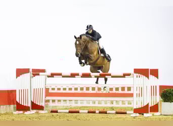 Zangersheider, Mare, 8 years, 16,2 hh, , in Waddinxveen