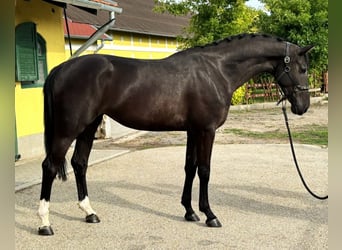 KWPN, Stute, 3 Jahre, 171 cm, Rappe, in Murska Soboda