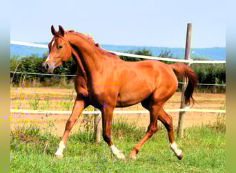 Vollblutaraber, Wallach, 2 Jahre, 159 cm, Fuchs, in Kehl