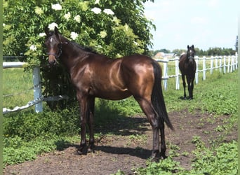 Koń czystej krwi arabskiej, Ogier, 1 Rok, 160 cm, Skarogniada, in Santok
