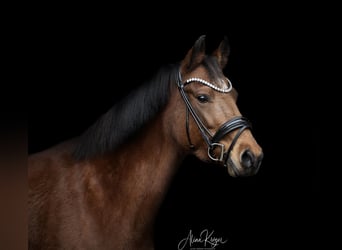New Forest Pony, Stute, 13 Jahre, 146 cm, Brauner, in Pronstorf