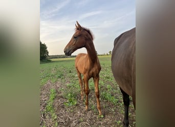 Hanoverian, Stallion, 1 year, 17 hh, Chestnut-Red, in Calberlah,