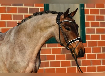 Duitse rijpony, Merrie, 6 Jaar, 144 cm, Roan-Bay, in Fürstenau,