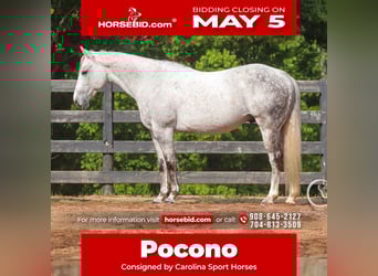 American Quarter Horse, Gelding, 12 years, 14.3 hh, Gray, in Clover, SC,