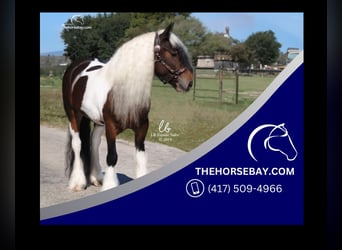 Gypsy Horse, Mare, 9 years, Tobiano-all-colors, in Austinville, VA,