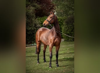 Koń oldenburski, Wałach, 5 lat, 168 cm, Gniada, in Holdorf