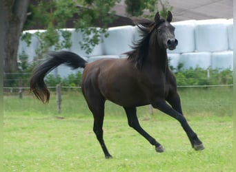 GH AMOUNA