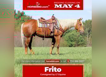 American Quarter Horse, Wallach, 4 Jahre, 152 cm, Palomino, in Clarion, PA