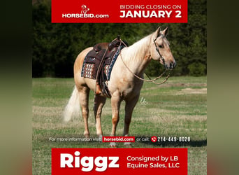 American Quarter Horse, Gelding, 12 years, 14.3 hh, Palomino, in Terrell, TX,